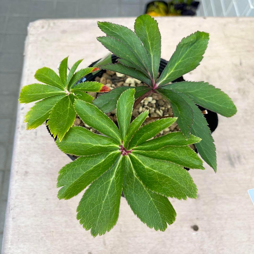 さ*き様 ❤️充実株❤️☘️お盆イベント☘️1300 ⭐️超透明感⭐️【蜃気楼】