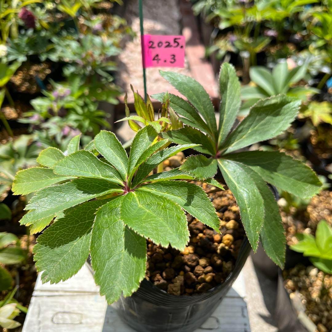 さ*き様 ❤️充実株❤️☘️お盆イベント☘️1300 ⭐️超透明感⭐️【蜃気楼】