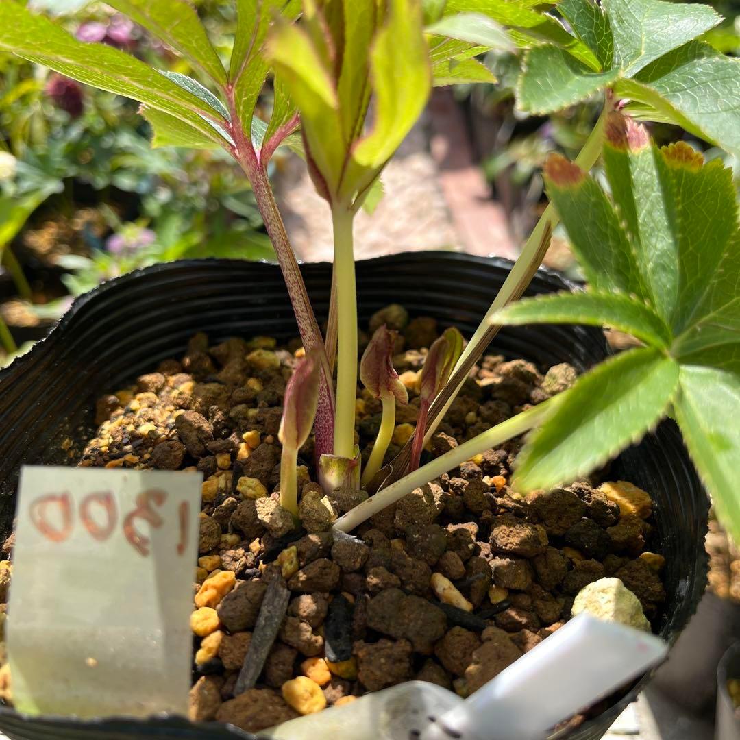 さ*き様 ❤️充実株❤️☘️お盆イベント☘️1300 ⭐️超透明感⭐️【蜃気楼】