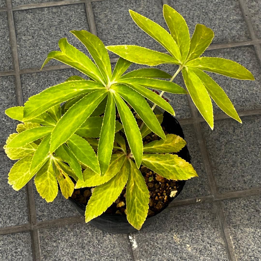 さ*き様 ❤️充実株❤️☘️お盆イベント☘️1300 ⭐️超透明感⭐️【蜃気楼】