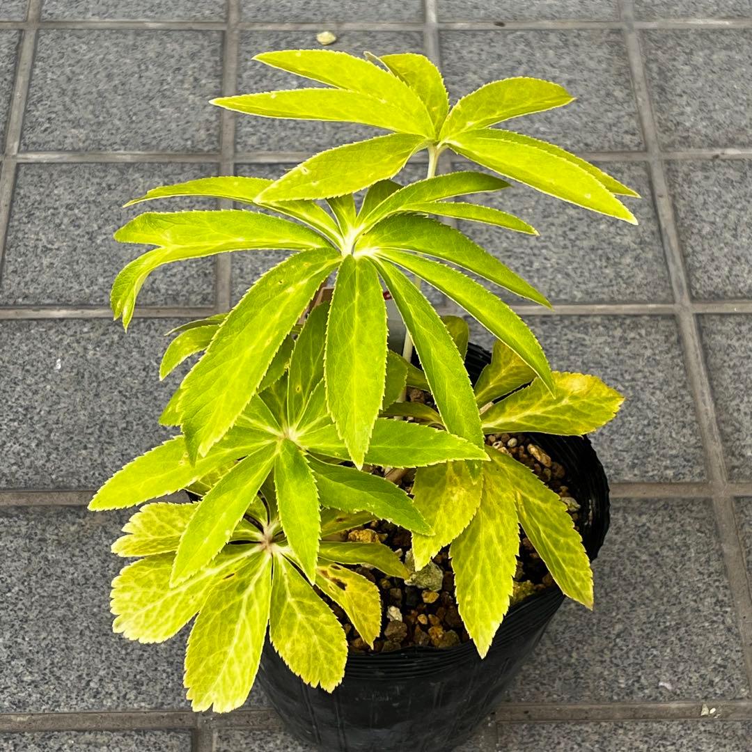 さ*き様 ❤️充実株❤️☘️お盆イベント☘️1300 ⭐️超透明感⭐️【蜃気楼】