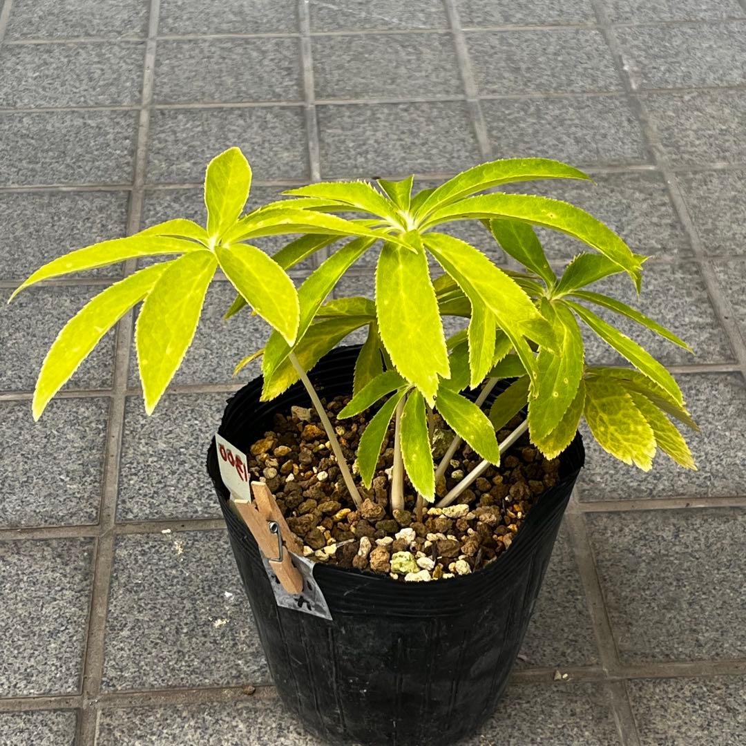 さ*き様 ❤️充実株❤️☘️お盆イベント☘️1300 ⭐️超透明感⭐️【蜃気楼】