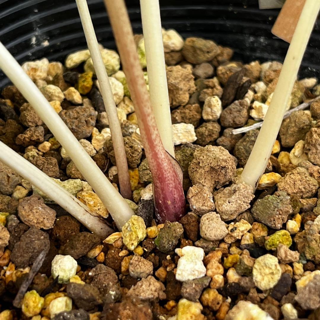 さ*き様 ❤️充実株❤️☘️お盆イベント☘️1300 ⭐️超透明感⭐️【蜃気楼】