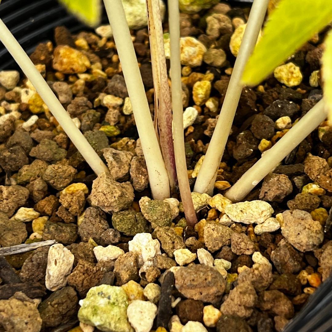 さ*き様 ❤️充実株❤️☘️お盆イベント☘️1300 ⭐️超透明感⭐️【蜃気楼】