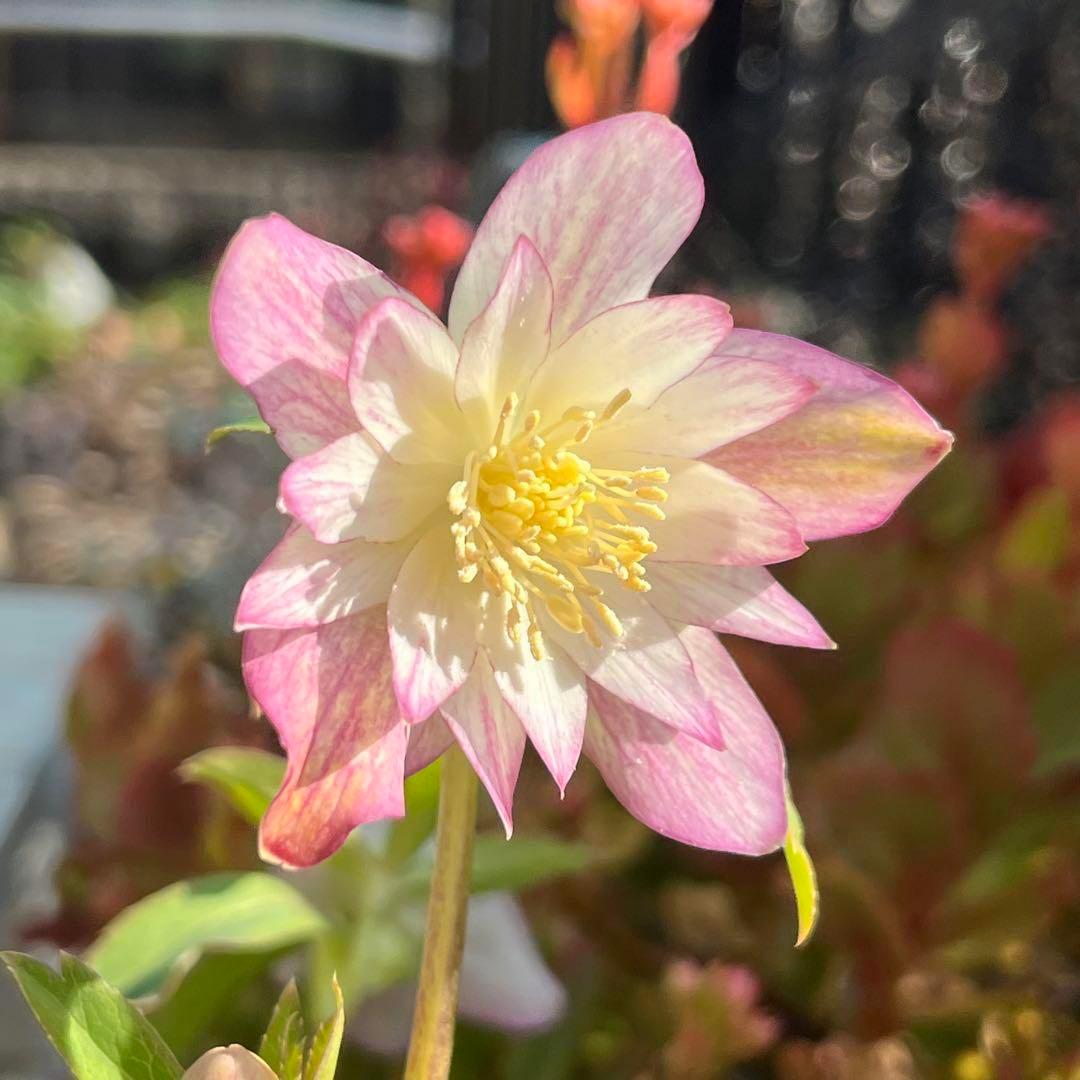 さ*き様 ❤️充実株❤️☘️お盆イベント☘️1300 ⭐️超透明感⭐️【蜃気楼】