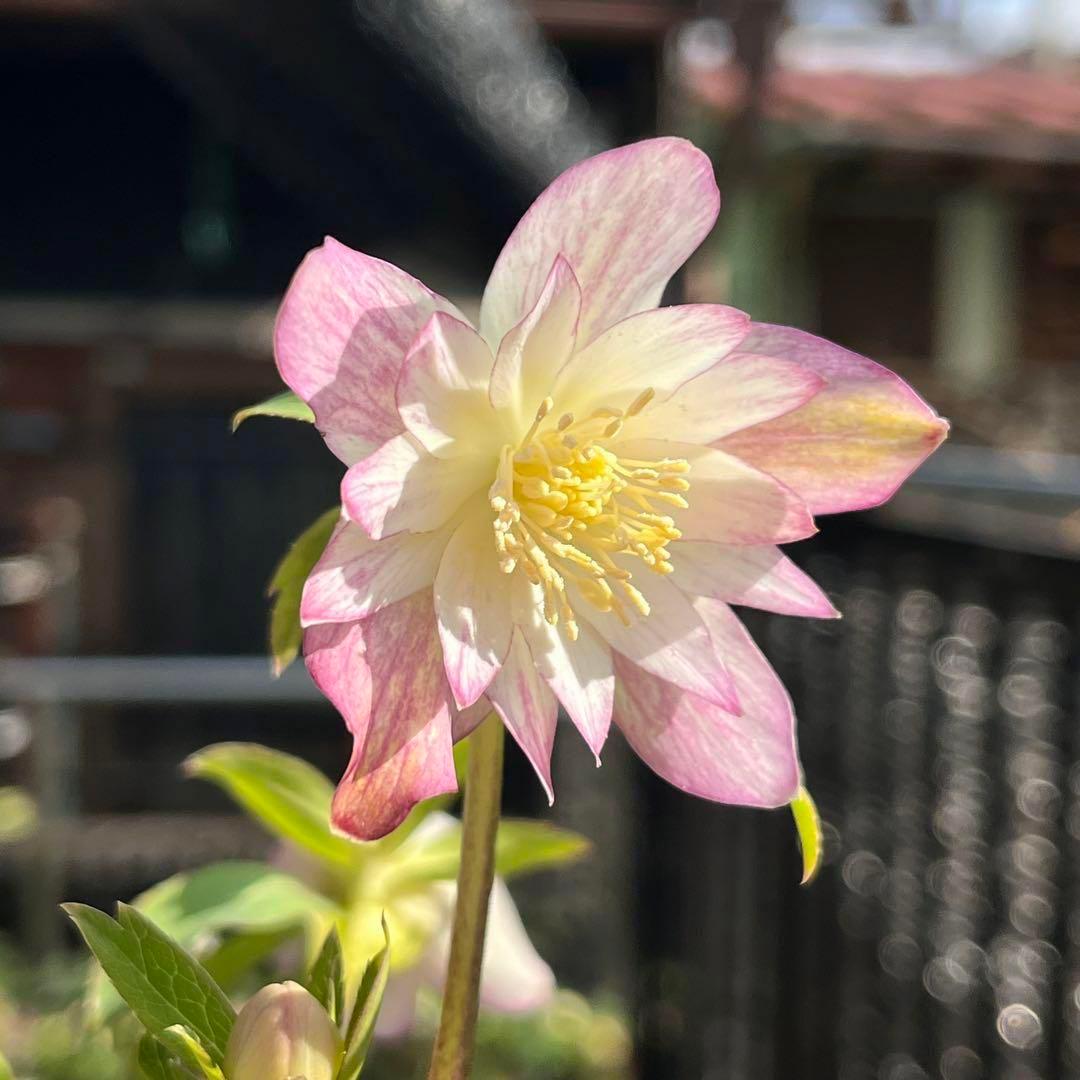 さ*き様 ❤️充実株❤️☘️お盆イベント☘️1300 ⭐️超透明感⭐️【蜃気楼】