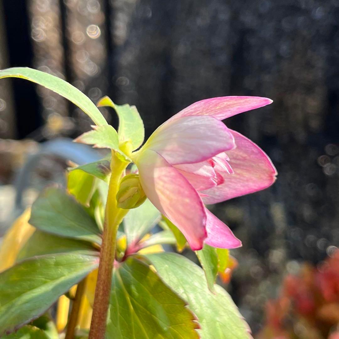 さ*き様 ❤️充実株❤️☘️お盆イベント☘️1300 ⭐️超透明感⭐️【蜃気楼】