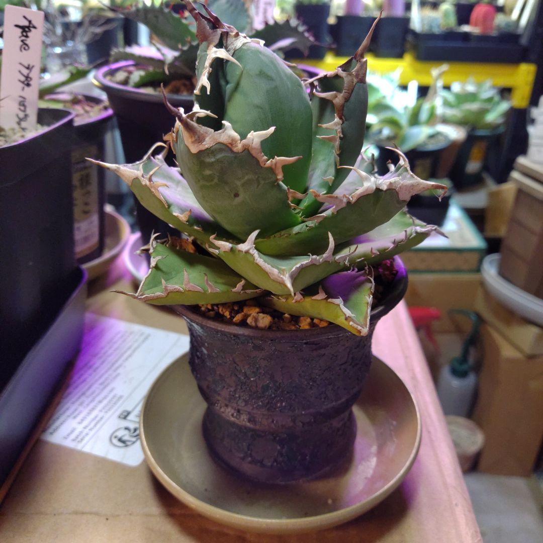 アガベ 　九尾狐④　鉢ごと匿名発送！