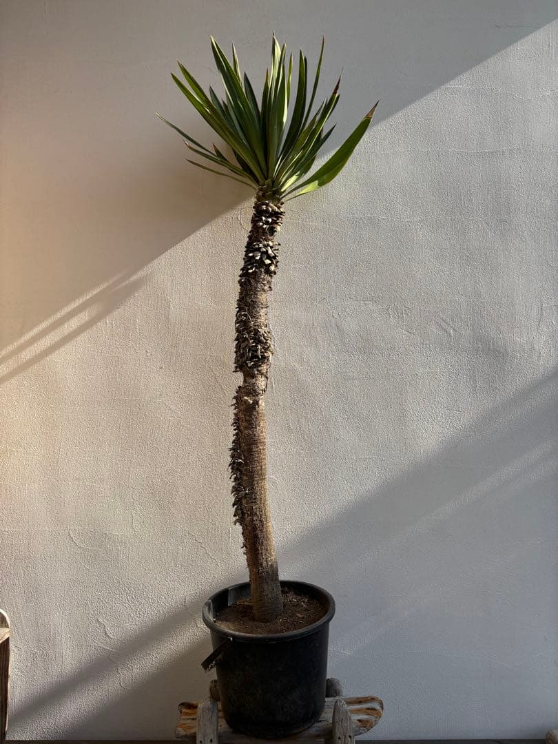 ユッカ　グロリオサ　キミガヨラン