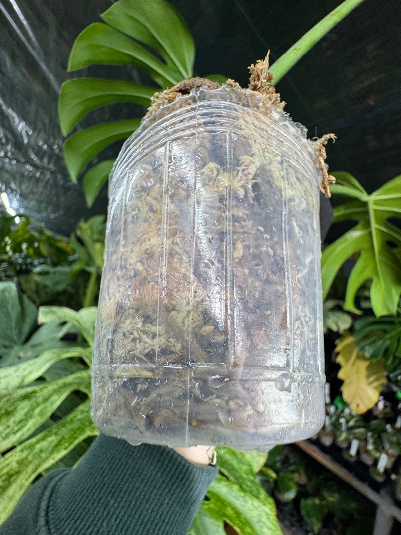 モンステラ　ボルギシアナ　x デリシオーサ　ミント　健康カット成長点