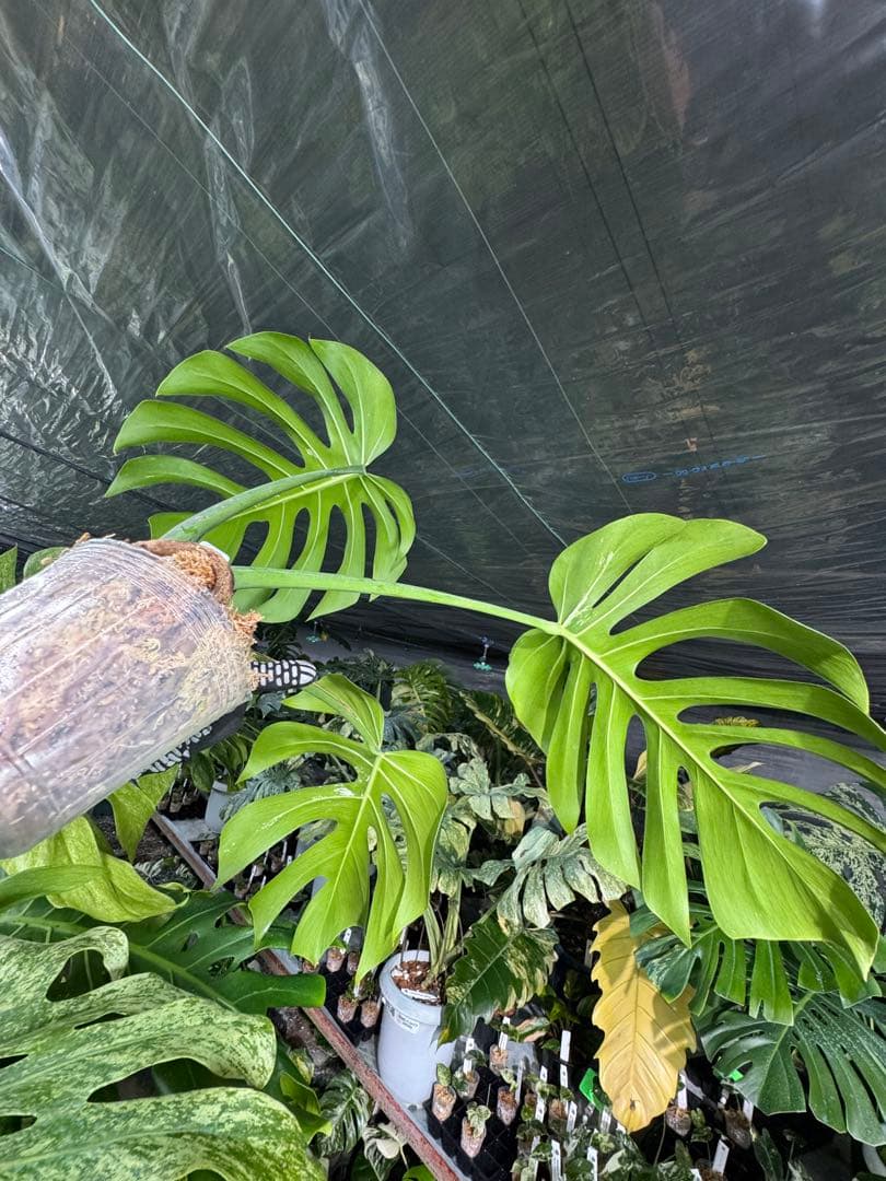 モンステラ　ボルギシアナ　x デリシオーサ　ミント　健康カット成長点