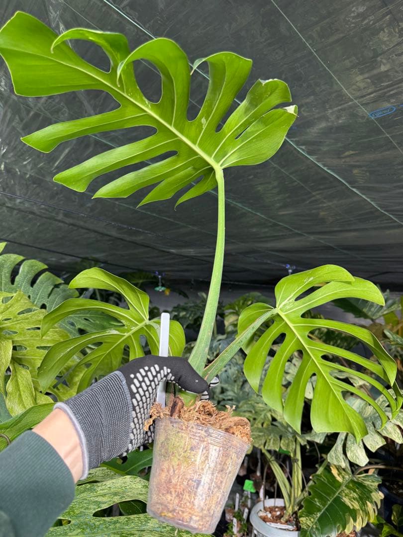 モンステラ　ボルギシアナ　x デリシオーサ　ミント　健康カット成長点