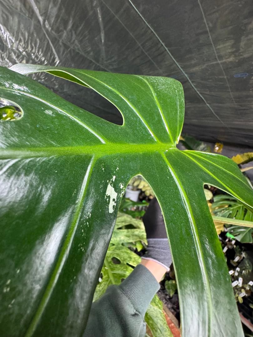 モンステラ　ボルギシアナ　x デリシオーサ　ミント　健康カット成長点