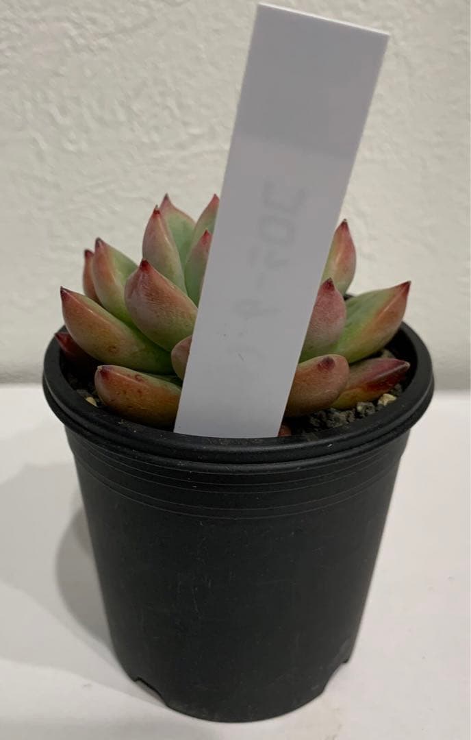 simijimiさん苗　錦玉園コロラータ　自家　札つき　鉢ごと