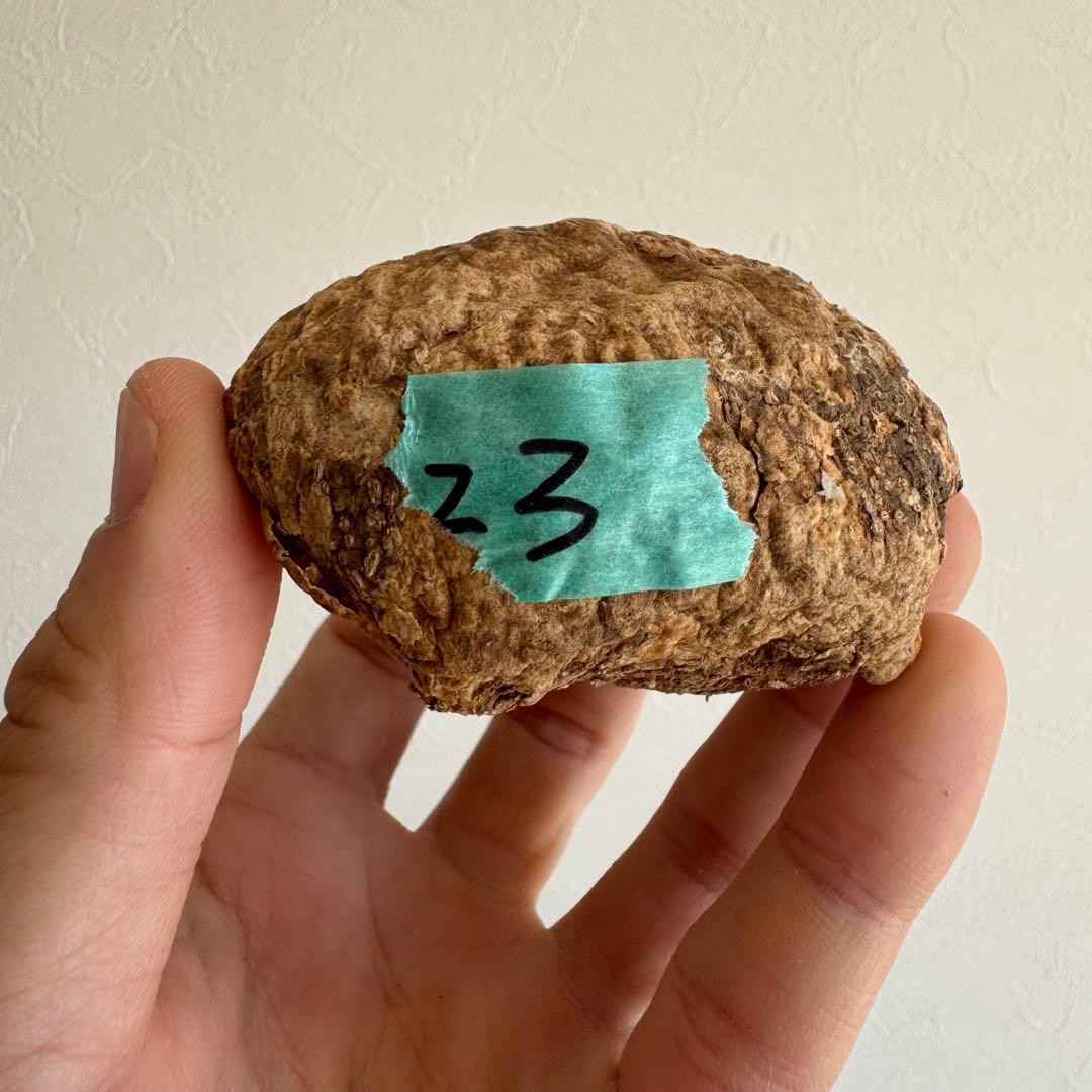 23.アデニア・オバタ 輸入直後ベアルート株　Adenia Ovata