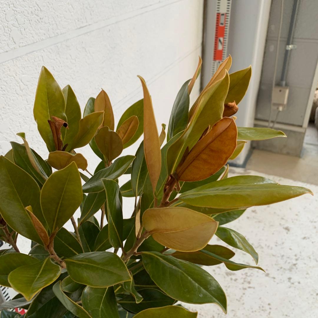 タイサンボク　リトルジェム　約90cm 苗木/希少種 03