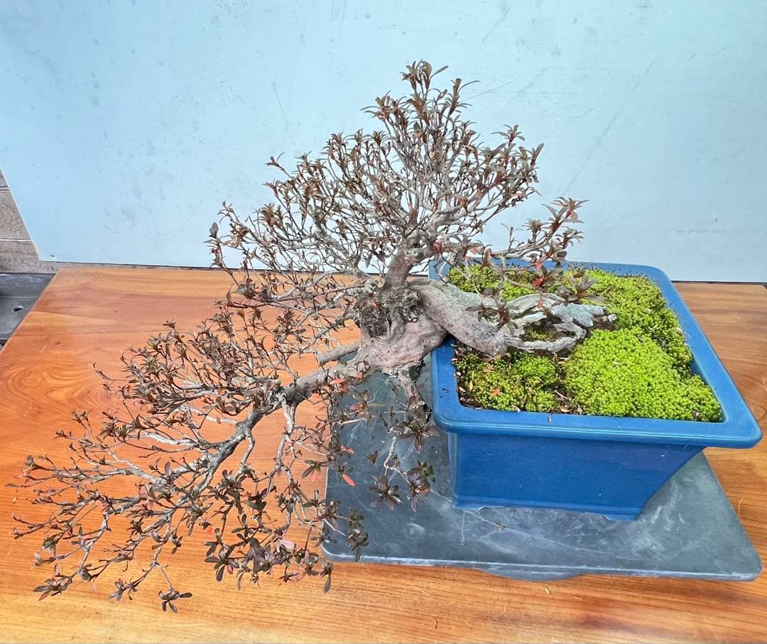 さつき　皐月盆栽　金采　半懸崖　サバ幹　横幅約50センチ