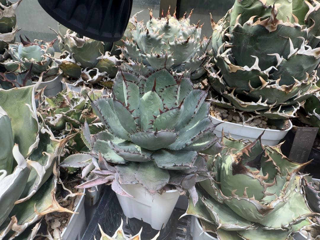 甲蟹交種　イシスメンシスハイブリッド　脇芽も多数　アガベ