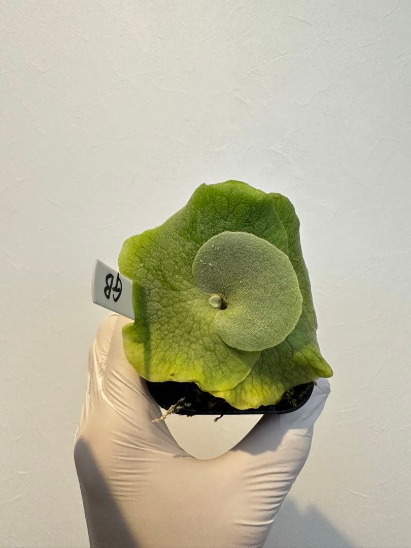 やまと　willinckii super dwarf