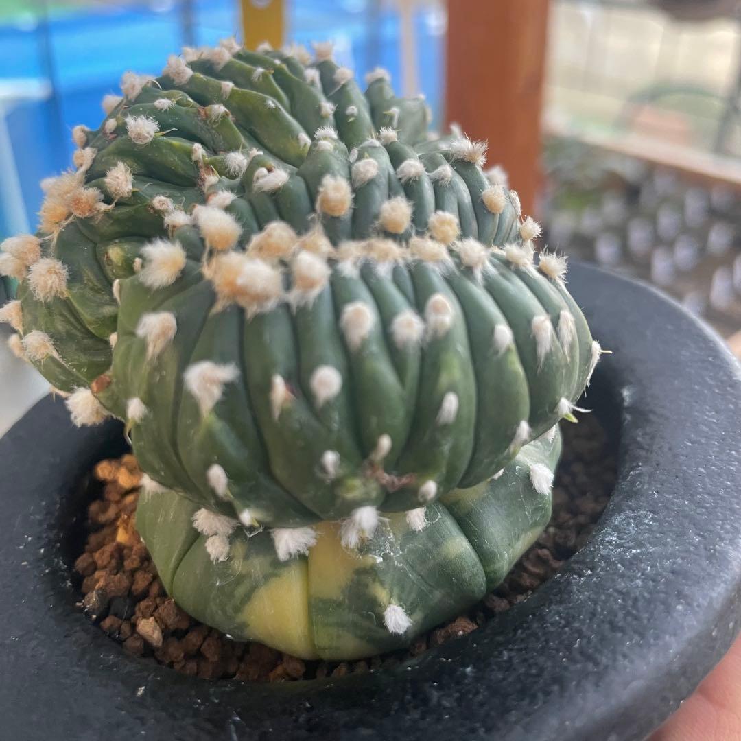 コレクション株❗️ 瑠璃兜錦　綴化　実生　アストロフィツム