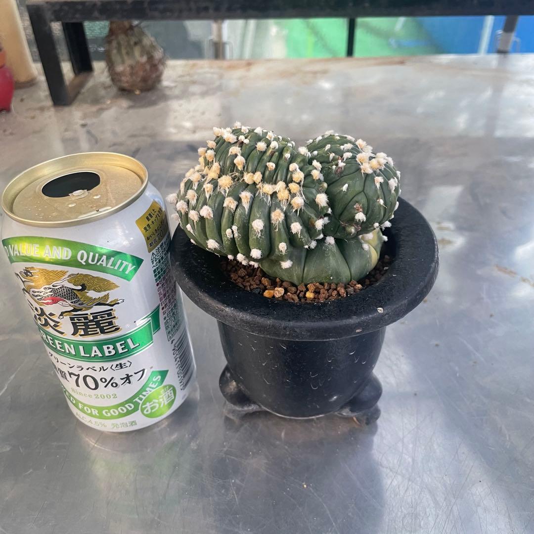 コレクション株❗️ 瑠璃兜錦　綴化　実生　アストロフィツム