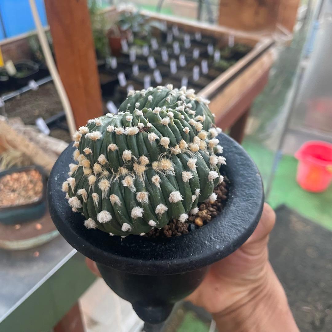 コレクション株❗️ 瑠璃兜錦　綴化　実生　アストロフィツム