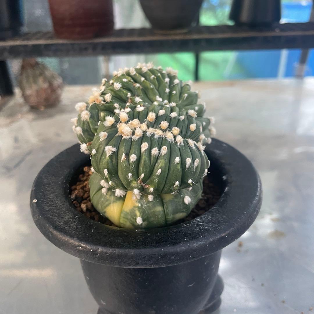 コレクション株❗️ 瑠璃兜錦　綴化　実生　アストロフィツム