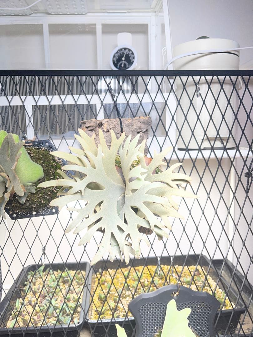 ビカクシダ P. willinckii Jenny TC スーパードワーフ