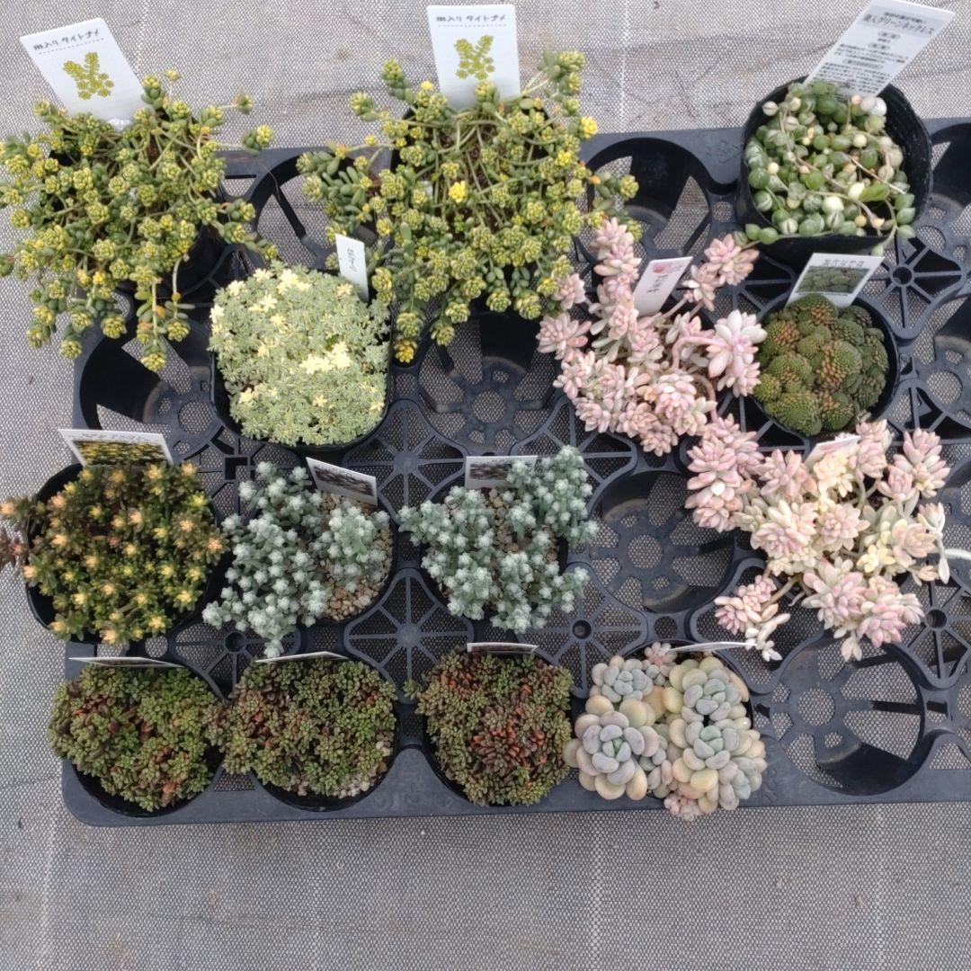 追加検討中 とんこさん専用