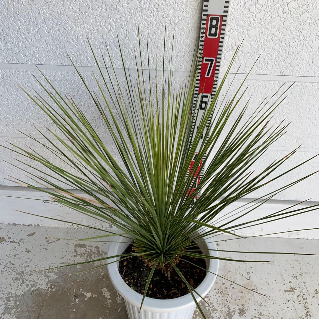 ユッカ　トンプソニアーナ　【鉢植え/ドライガーデン/ロストラータ】32