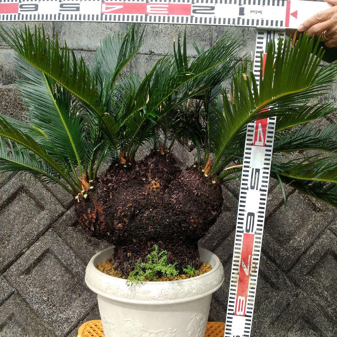 獅子ソテツ 多頭型/抜き苗にて発送