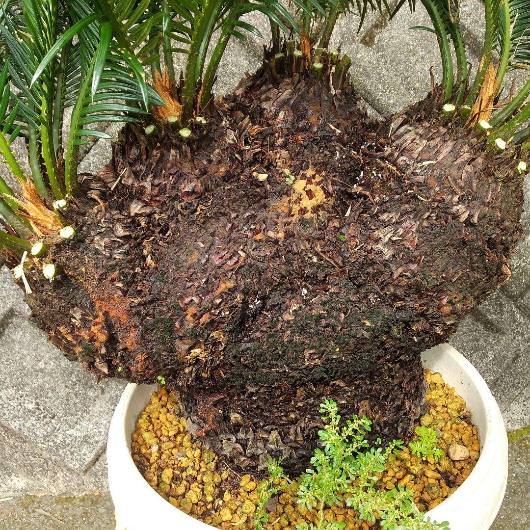 獅子ソテツ 多頭型/抜き苗にて発送