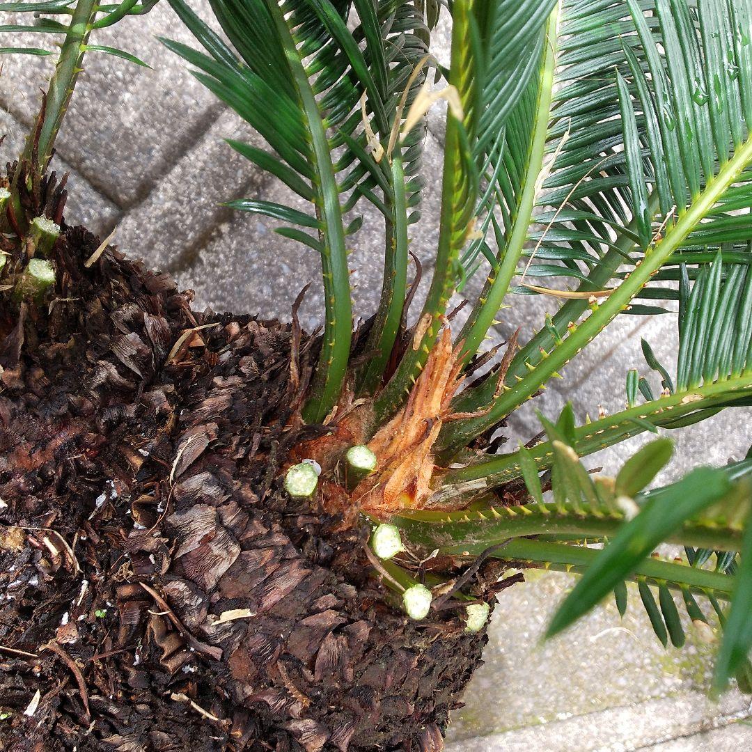 獅子ソテツ 多頭型/抜き苗にて発送