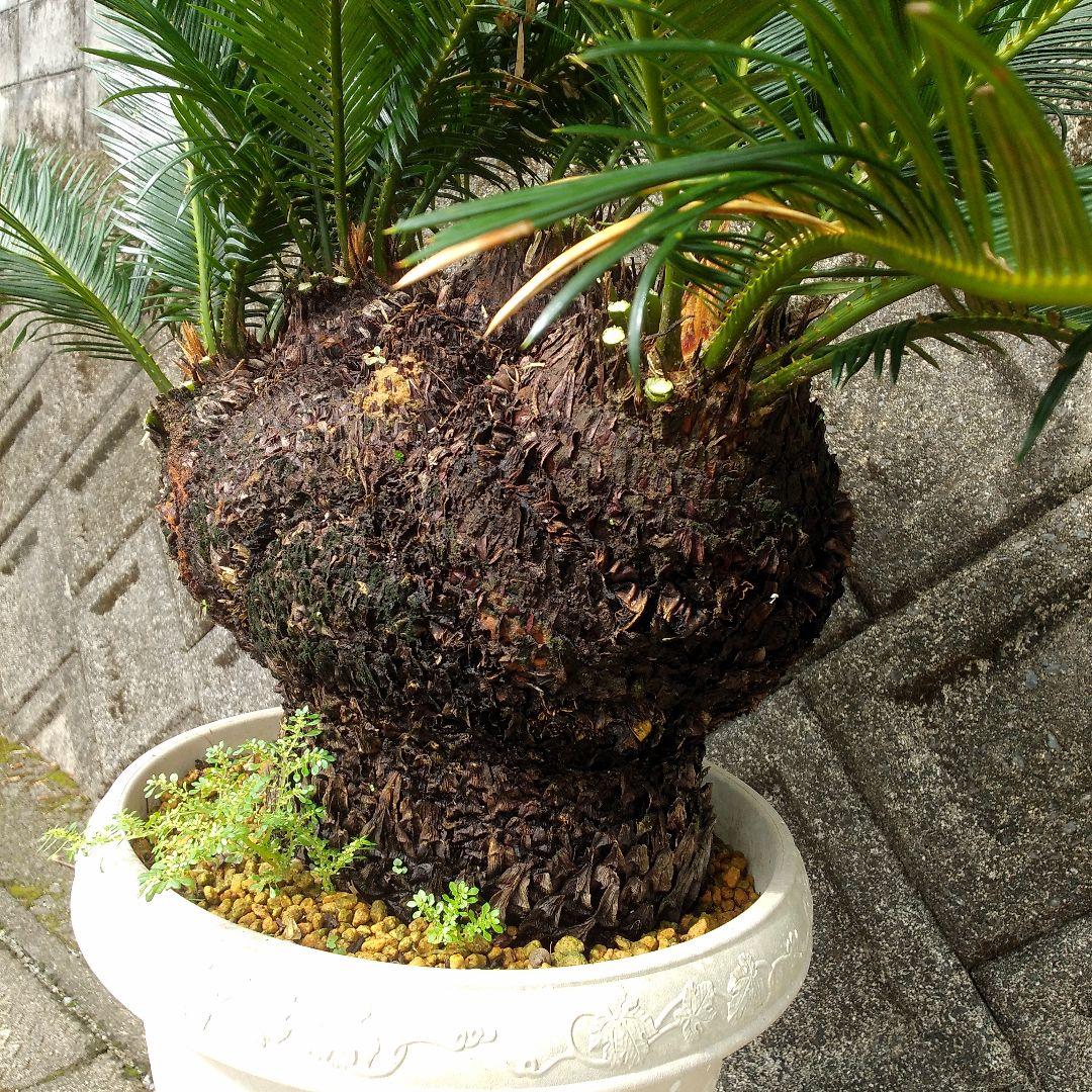 獅子ソテツ 多頭型/抜き苗にて発送