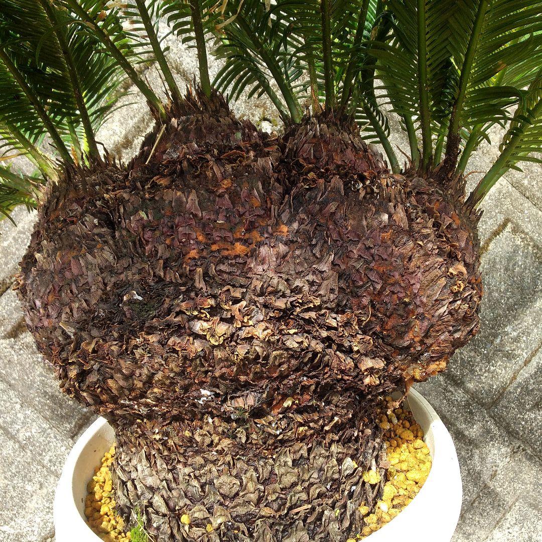 獅子ソテツ 多頭型/抜き苗にて発送