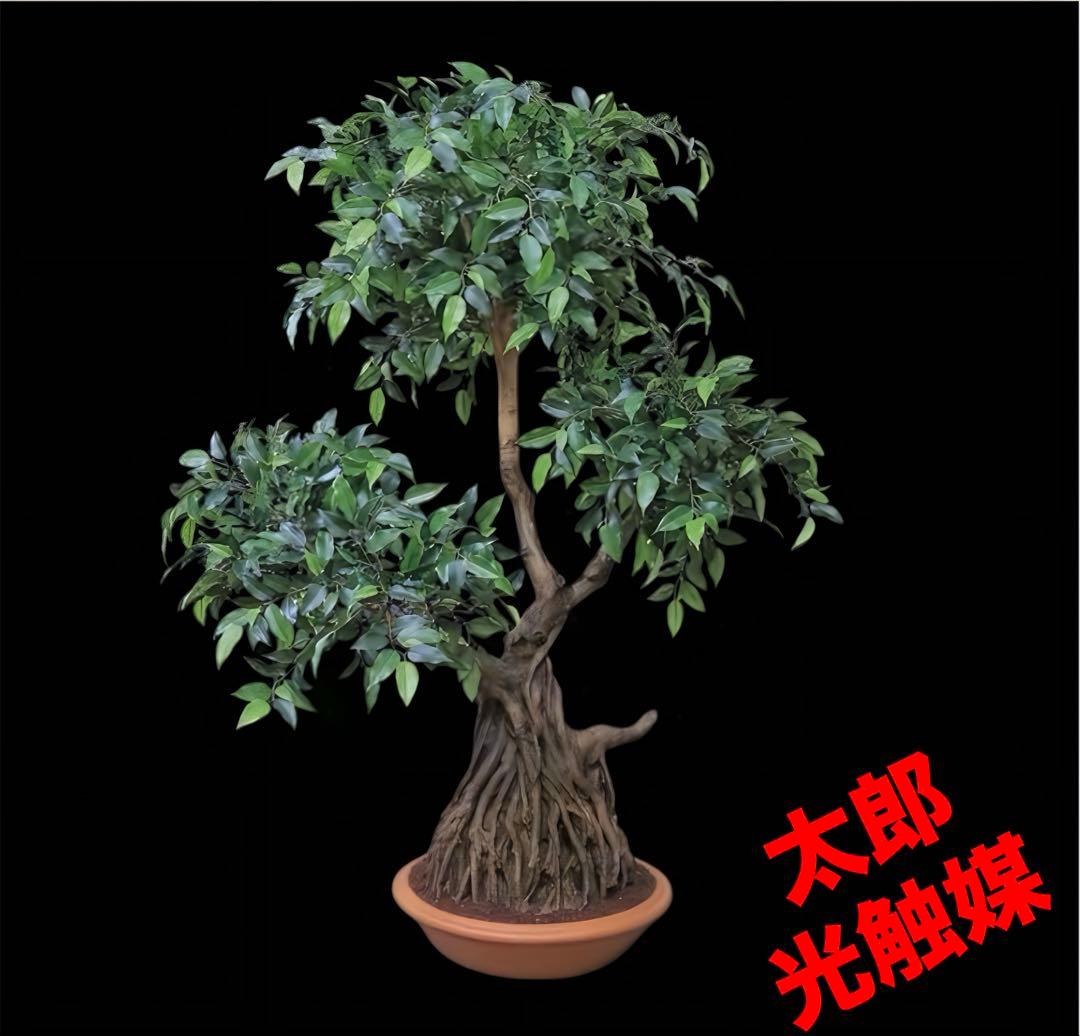 光触媒　人工観葉植物　ウォールグリーン　フェイクグリーン　盆栽フィカス1916