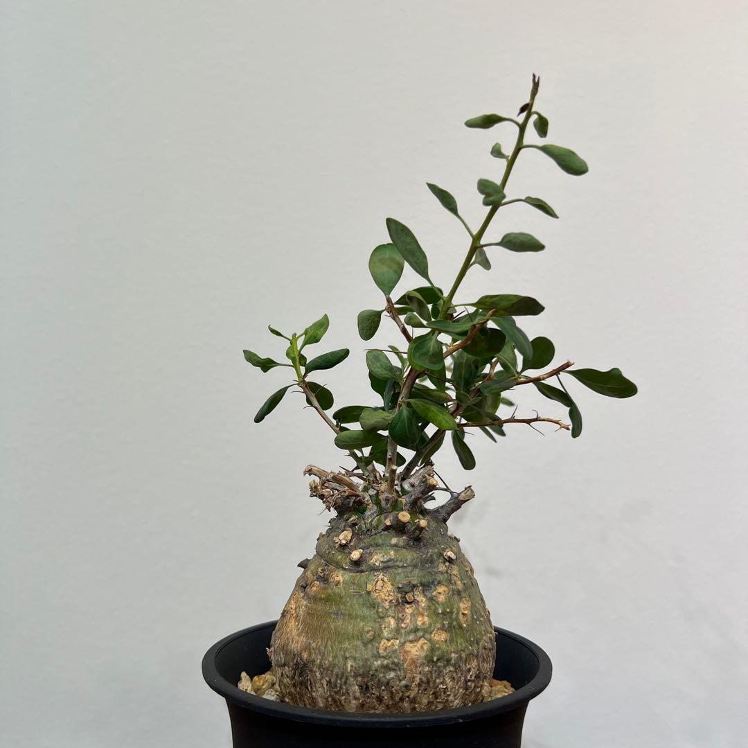 【丸型コレクション株】フォークイエリア コルムナリス 観峰玉 現地球 発根済