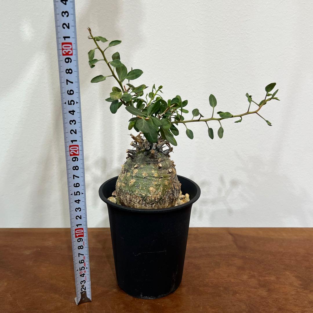 【丸型コレクション株】フォークイエリア コルムナリス 観峰玉 現地球 発根済