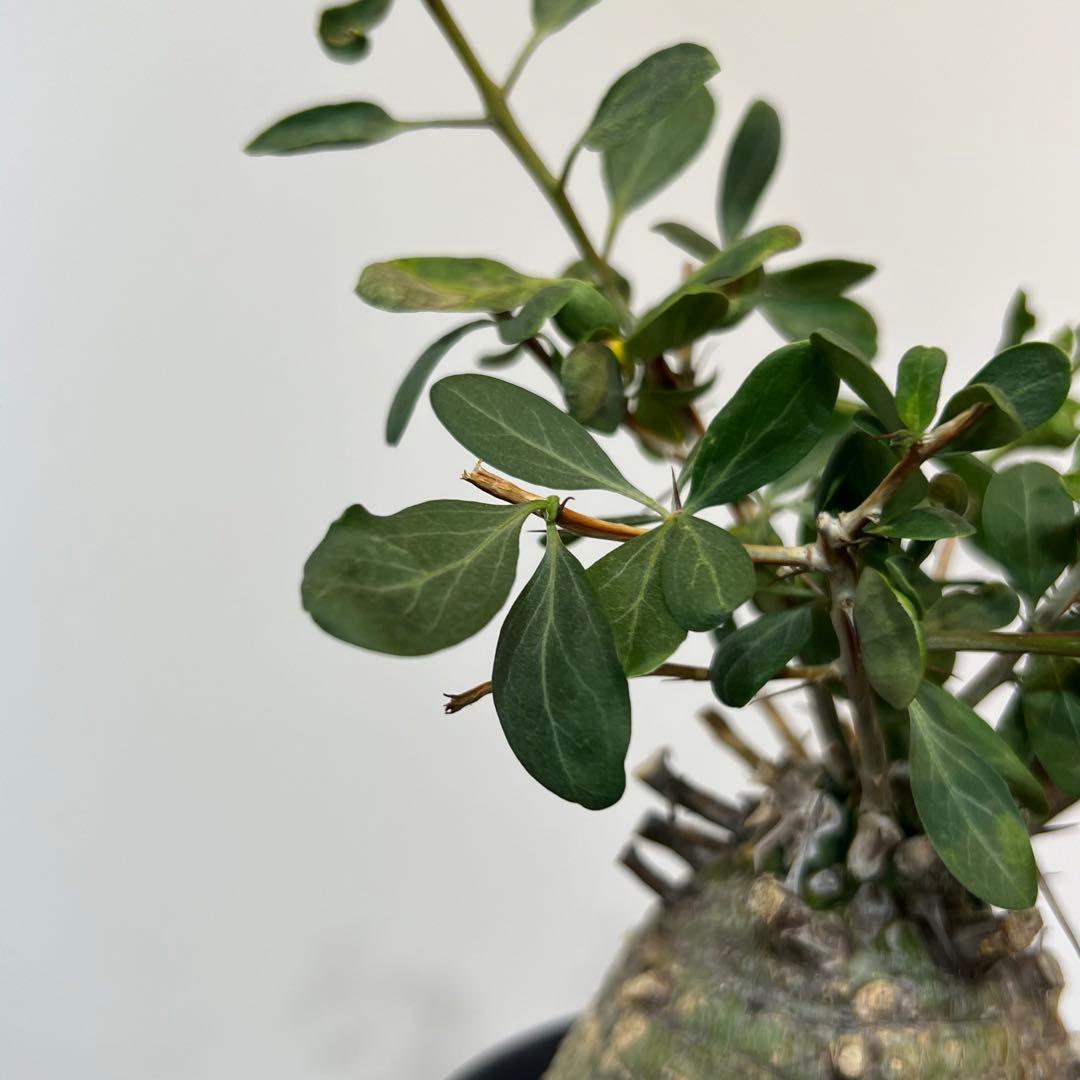 【丸型コレクション株】フォークイエリア コルムナリス 観峰玉 現地球 発根済