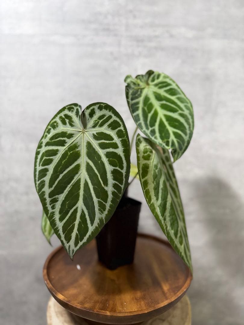 アンスリウム レッドクリスタリナム　ハイブリッド