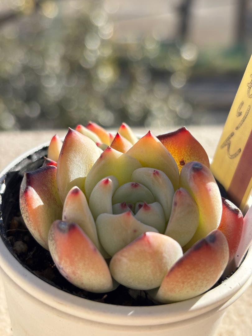 １７　訳あり　多肉　ももりん　ミックスベリア　おらいさん苗　検) 青札　ざわわ