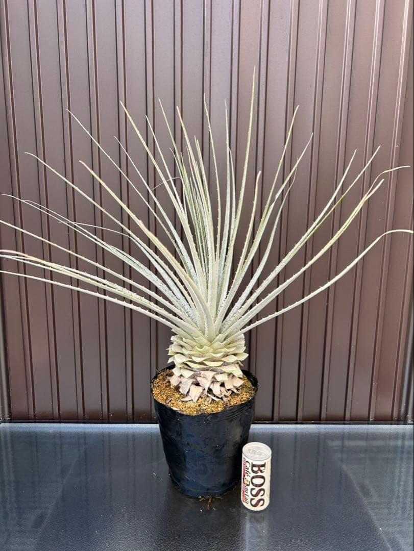 プヤ セルーレア J 特白個体 大株