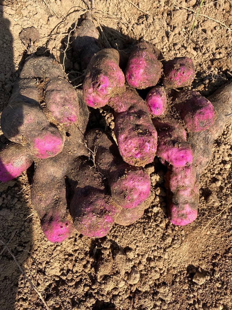 hisae専用紫山芋