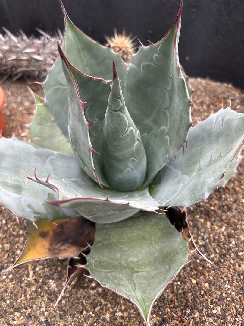 アガベ　パラサナ