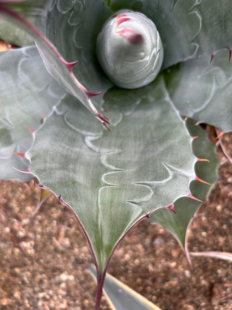 アガベ　パラサナ