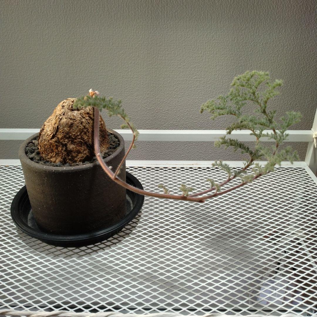 ペラルゴニウム　トリステ　現地球　発根済