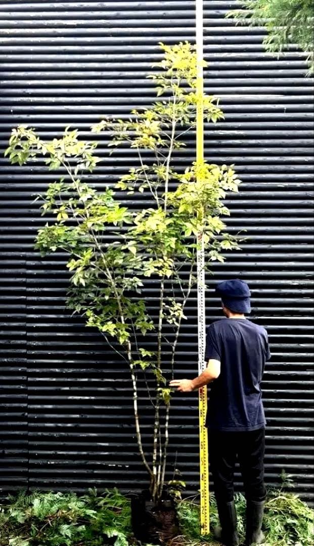 山採り天然　アオダモ　4本株立ち　200