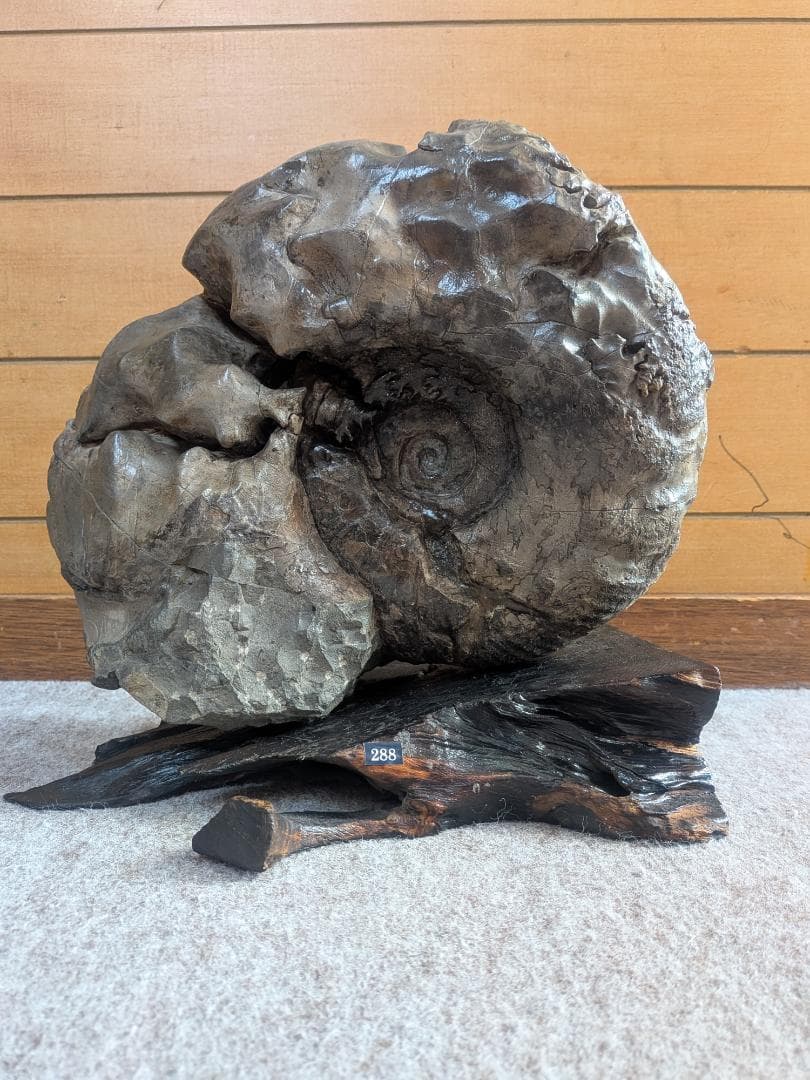 アンモナイト化石 27cm(288)