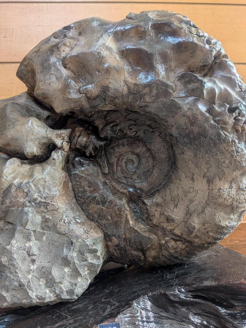 アンモナイト化石 27cm(288)