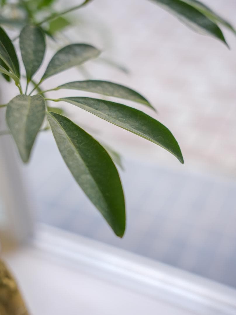 シェフレラ・アルボリコラ　曲がり 8号｜一点限り｜観葉植物販売 mamidori